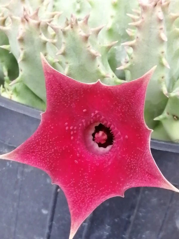 Huernia Pink Eye, pianta da interno