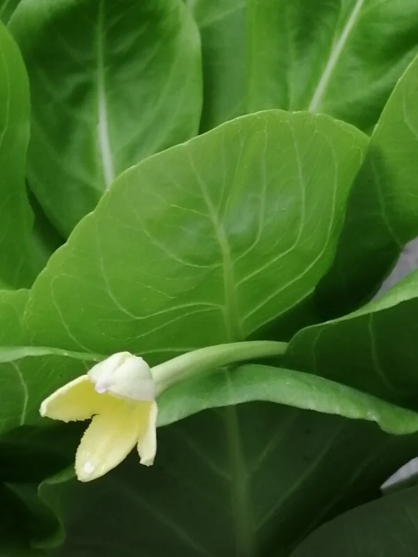 Brighamia insignis, foto 2