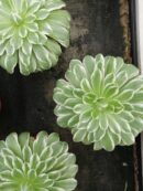 Aeonium tabuliforme Variegata