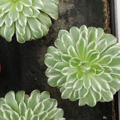 Aeonium tabuliforme Variegata