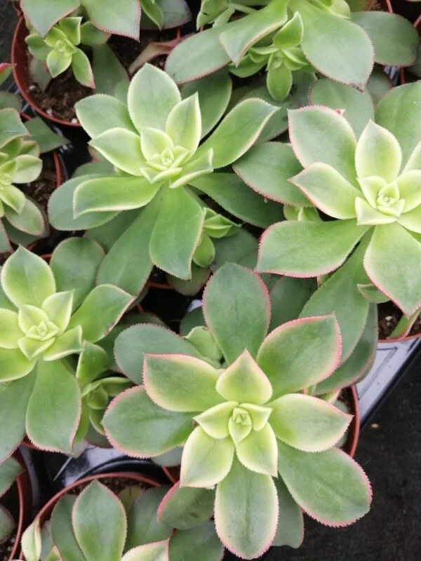 Aeonium tricolor, pianta da interno