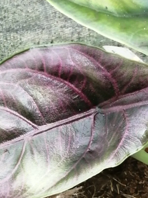 Alocasia azlanii, foto 2