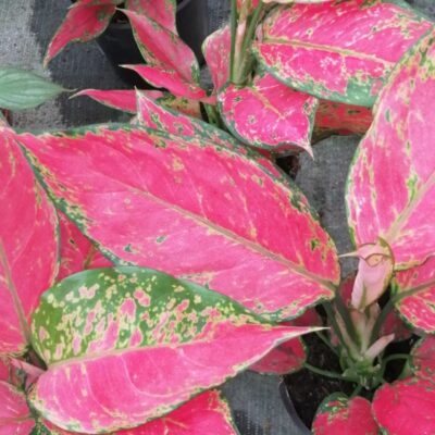 Aglaonema Cherry Baby