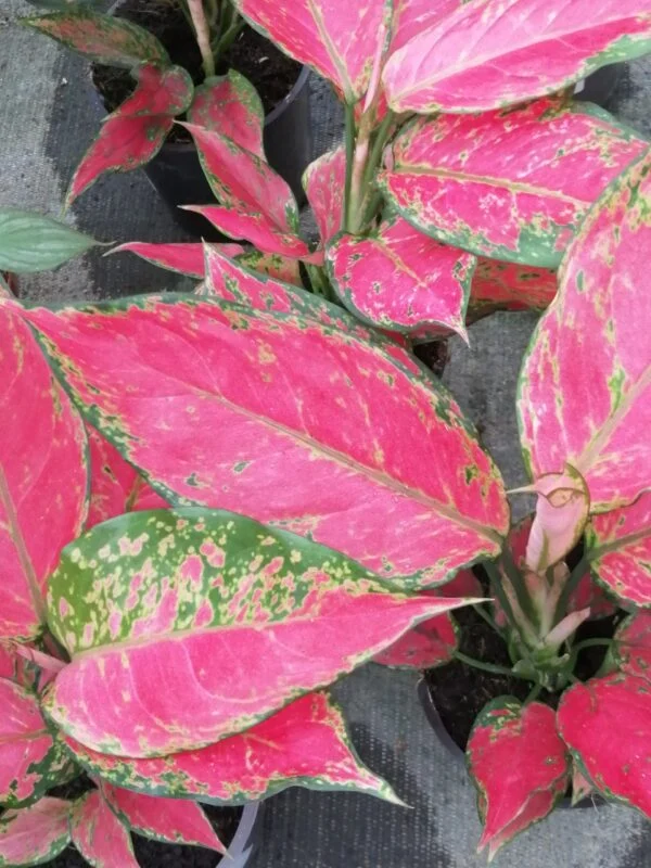 Aglaonema Cherry Baby, pianta da interno