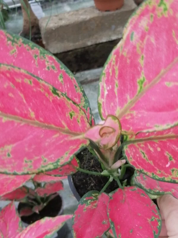 Aglaonema Cherry Baby, foto 2