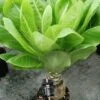 Brighamia insignis, pianta da interno