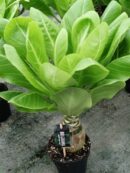 Brighamia insignis