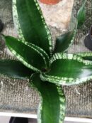 Sansevieria trifasciata Gray Stripe