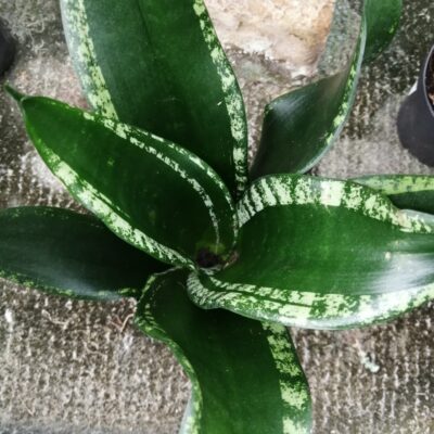 Sansevieria trifasciata Gray Stripe