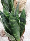 Sansevieria trifasciata Black Coral