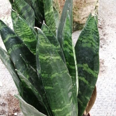 Sansevieria trifasciata Black Coral