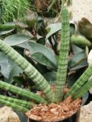 Sansevieria cylindrica Skyline