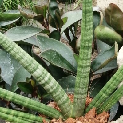 Sansevieria cylindrica Skyline