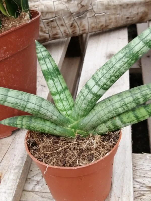 Sansevieria trifasciata Gray Stripe, foto 8