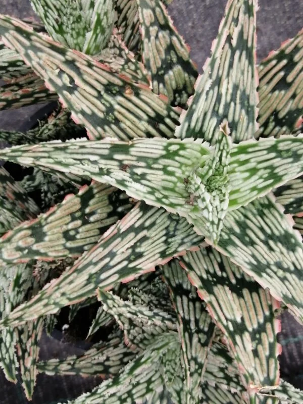 Aloe Croco Gem, pianta da interno