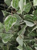 Ceropegia linearis subs. woodii Merel