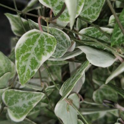 Ceropegia linearis subs. woodii Merel