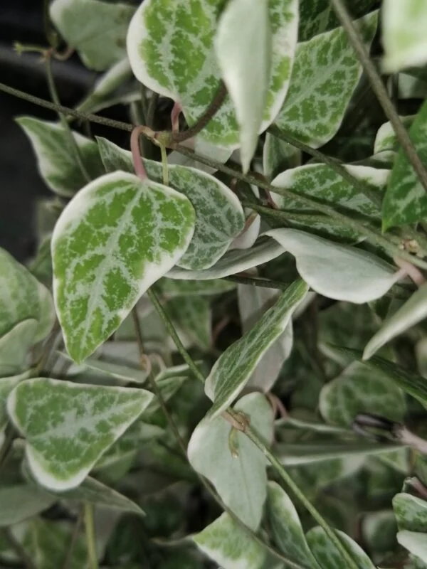 Ceropegia linearis subsp. woodii Merel, pianta da interno