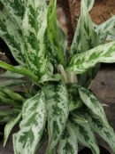 Aglaonema Greyhound