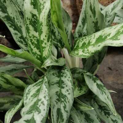 Aglaonema Greyhound
