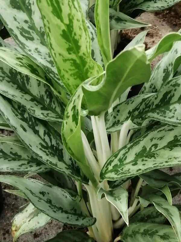 Aglaonema Greyhound, foto 2