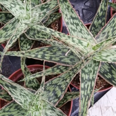 Aloe Christmas Carol