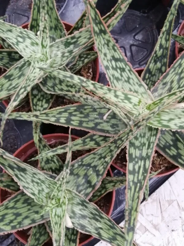 Aloe Christmas Carol, pianta da interno