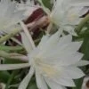 Epiphyllum pumilum, pianta da interno