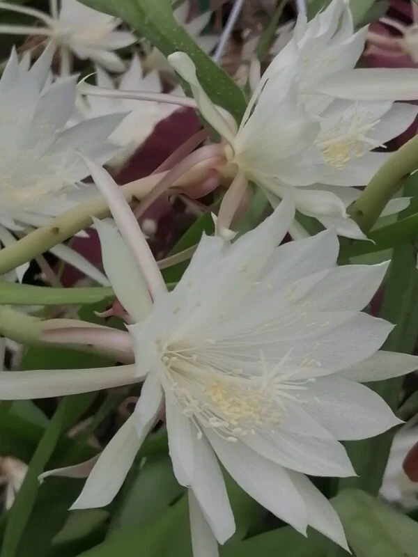 Epiphyllum pumilum, pianta da interno