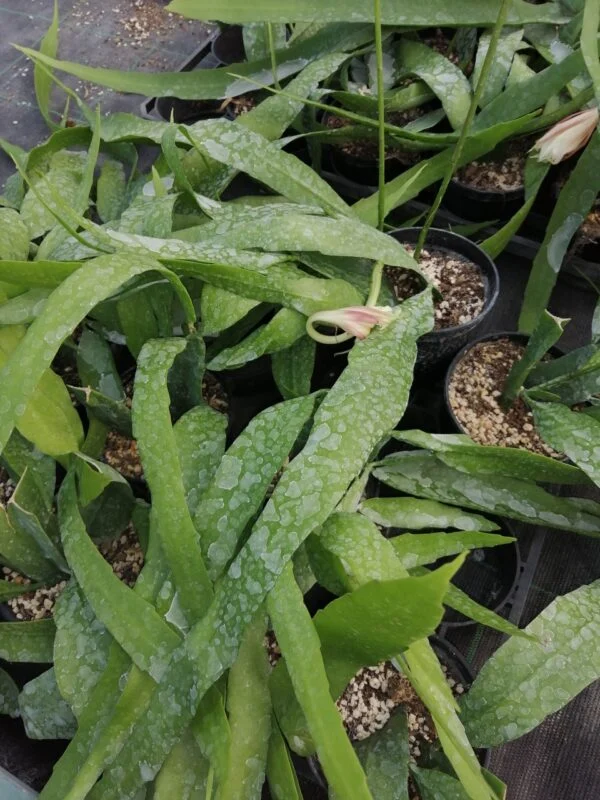 Epiphyllum pumilum, foto 2