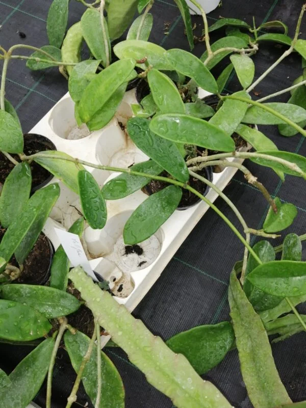 Hoya melliflua, pianta da interno