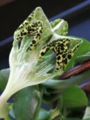 Ceropegia sandersonii altra forma