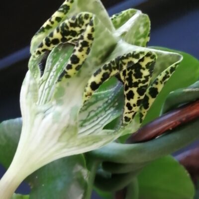 Ceropegia sandersonii altra forma