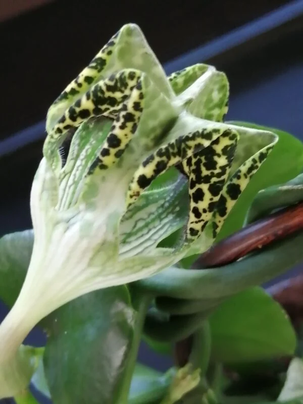 Ceropegia sandersonii altra forma, pianta da interno