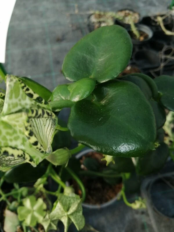 Ceropegia sandersonii altra forma, foto 2