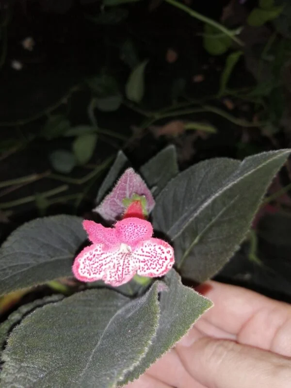 Kohleria Queen Victoria, foto 2