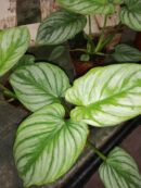 Philodendron sodiroi