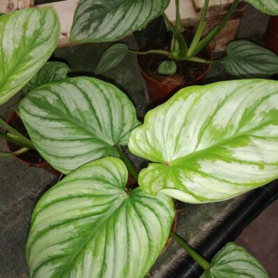 Philodendron sodiroi