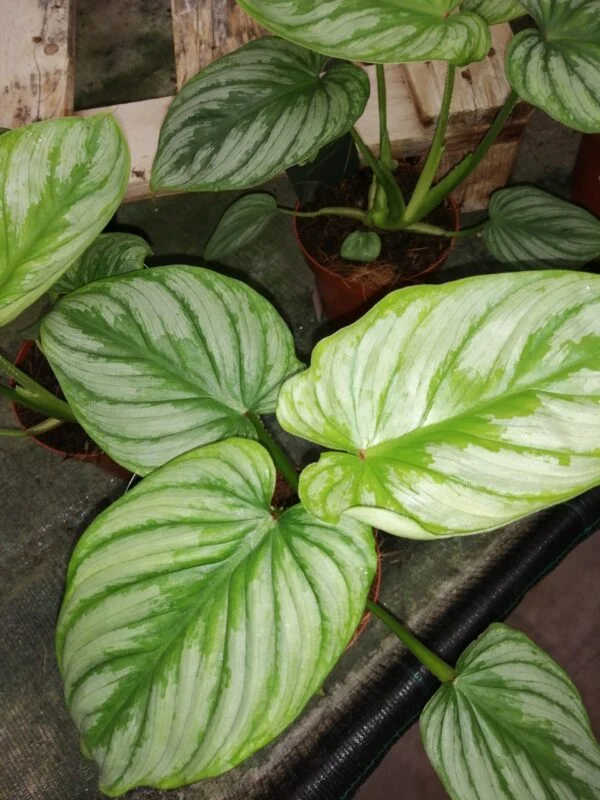 Philodendron sodiroi, pianta da interno
