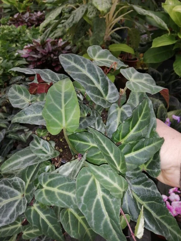 Cissus amazonica, foto 2