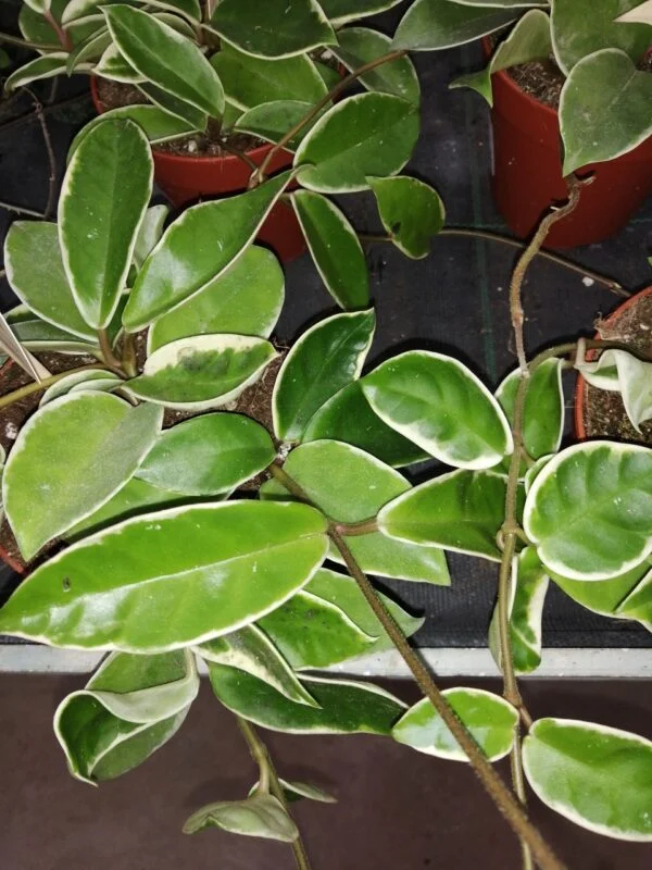 Hoya carnosa Krimson Queen vaso 12, foto 6