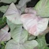 Syngonium Pink Spot, pianta da terrario