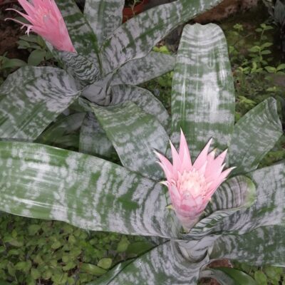 Aechmea fasciata