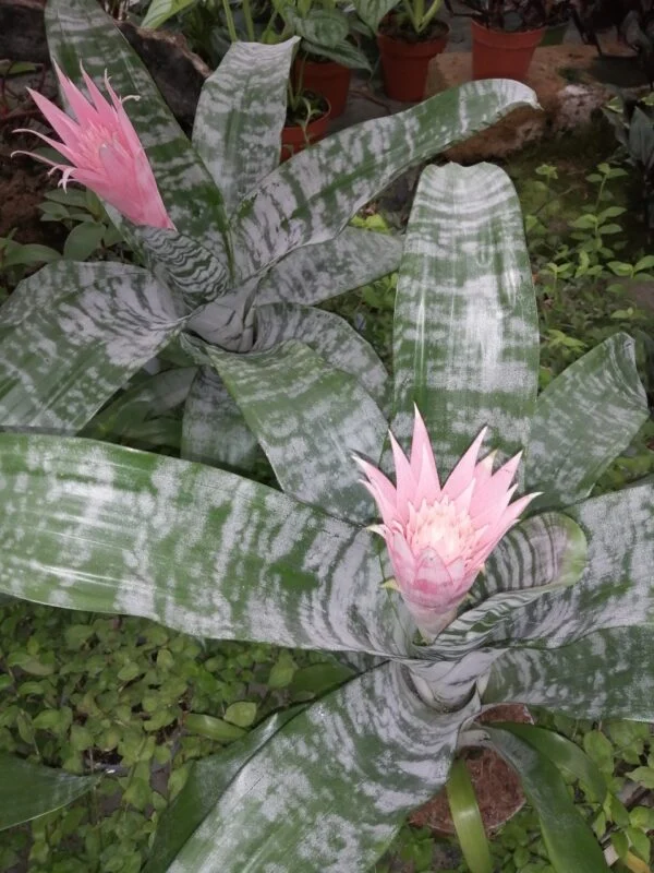 Aechmea fasciata, pianta da terrario