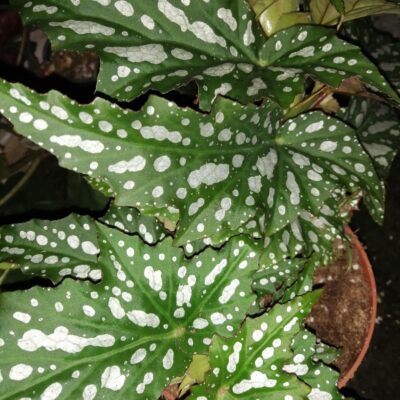 Begonia Sherwood Forest