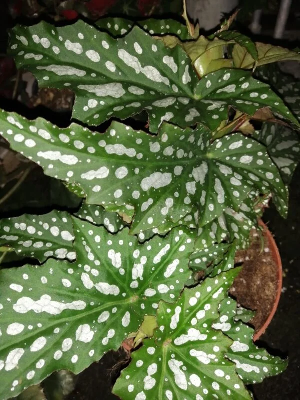 Begonia Sherwood Forest, pianta da interno
