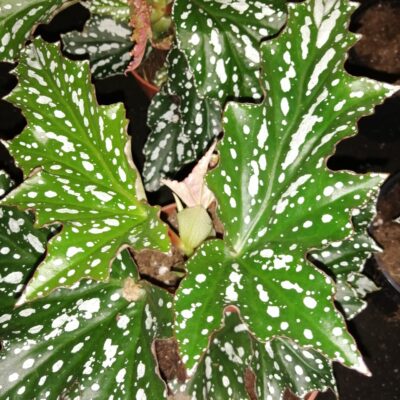 Begonia Bohemian Forest
