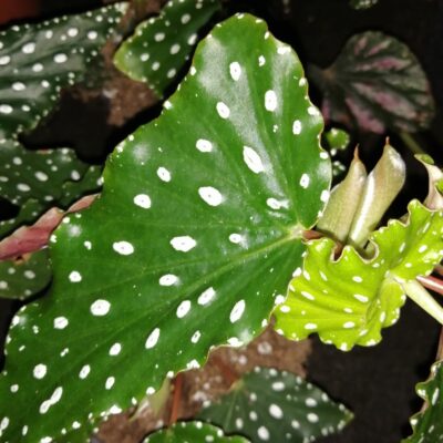Begonia Killarney Forest