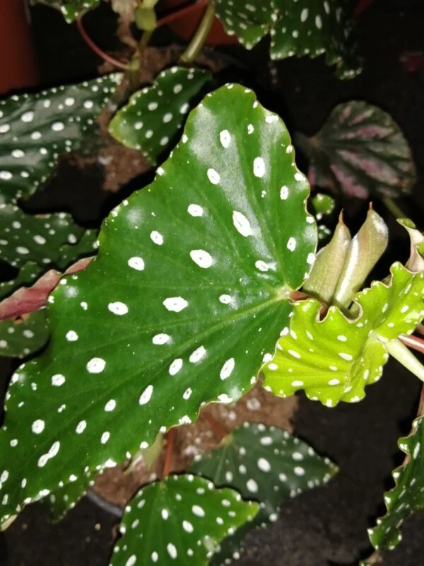 Begonia Killarney Forest, pianta da interno e da esterno