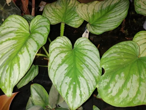 Peperomia argyreia Ice Queen, foto 3